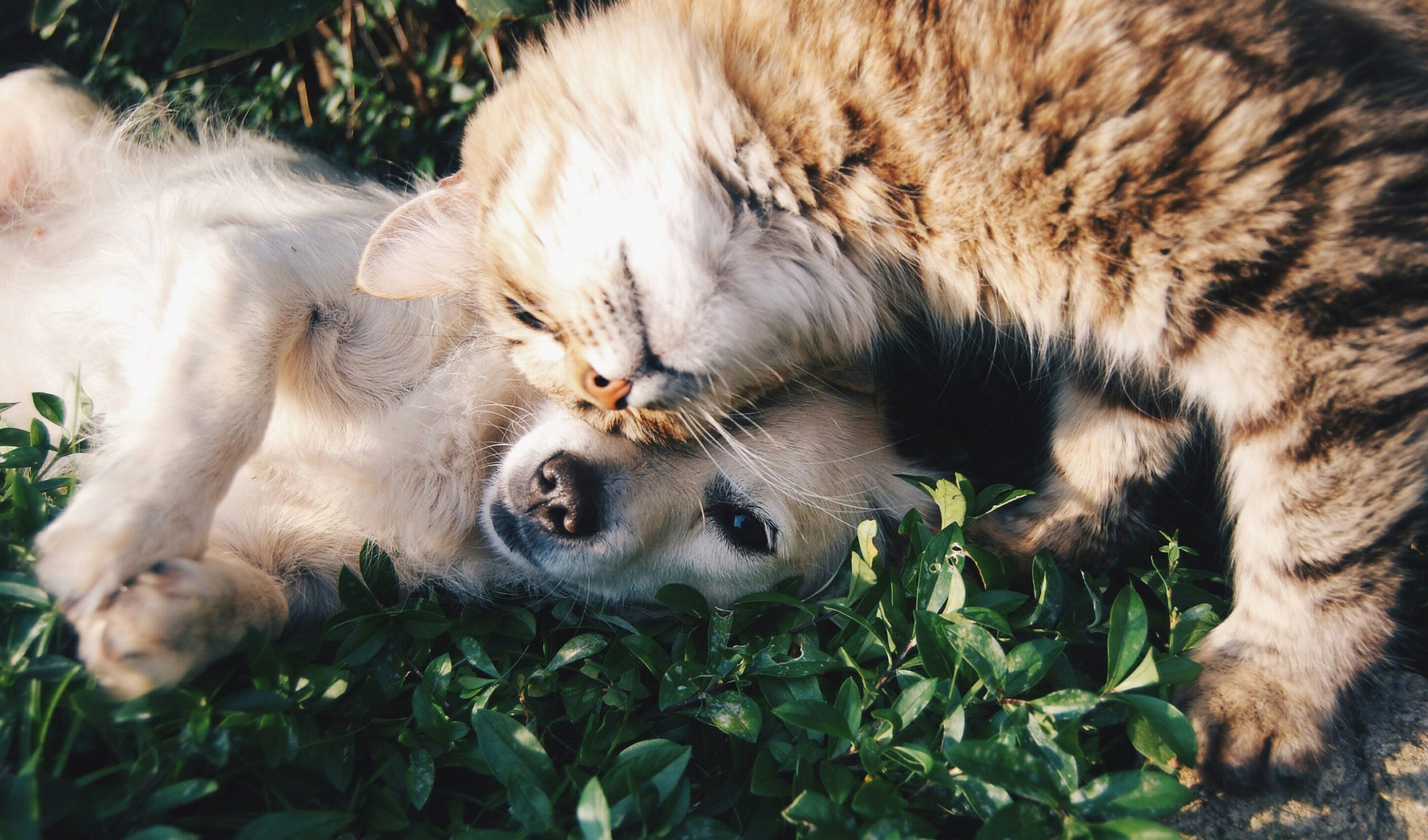Pet Grooming: The Ultimate Guide to Keeping Your Furry Friends Healthy and Happy