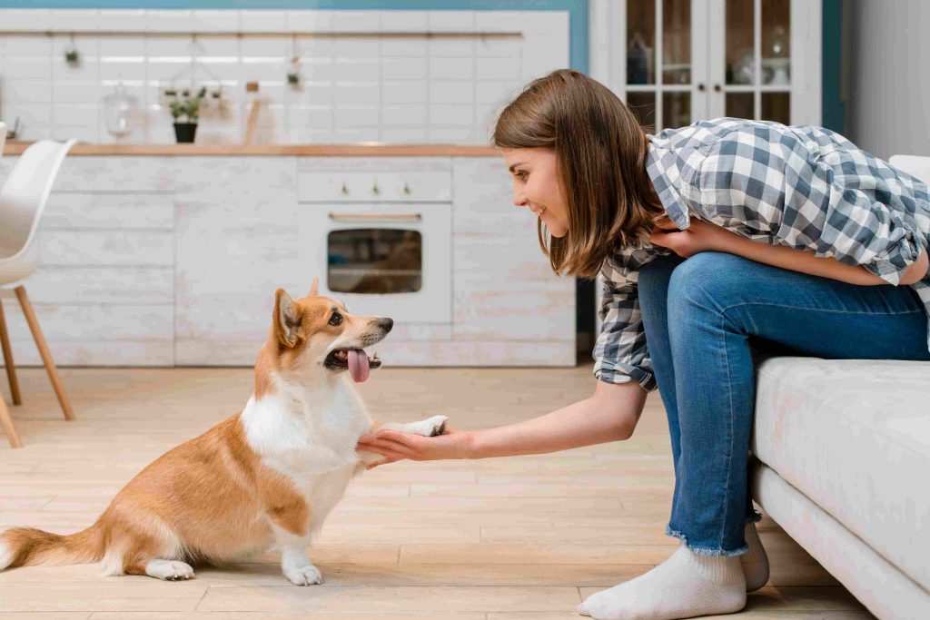 Building Stronger Bonds Through Dog Training in Dubai