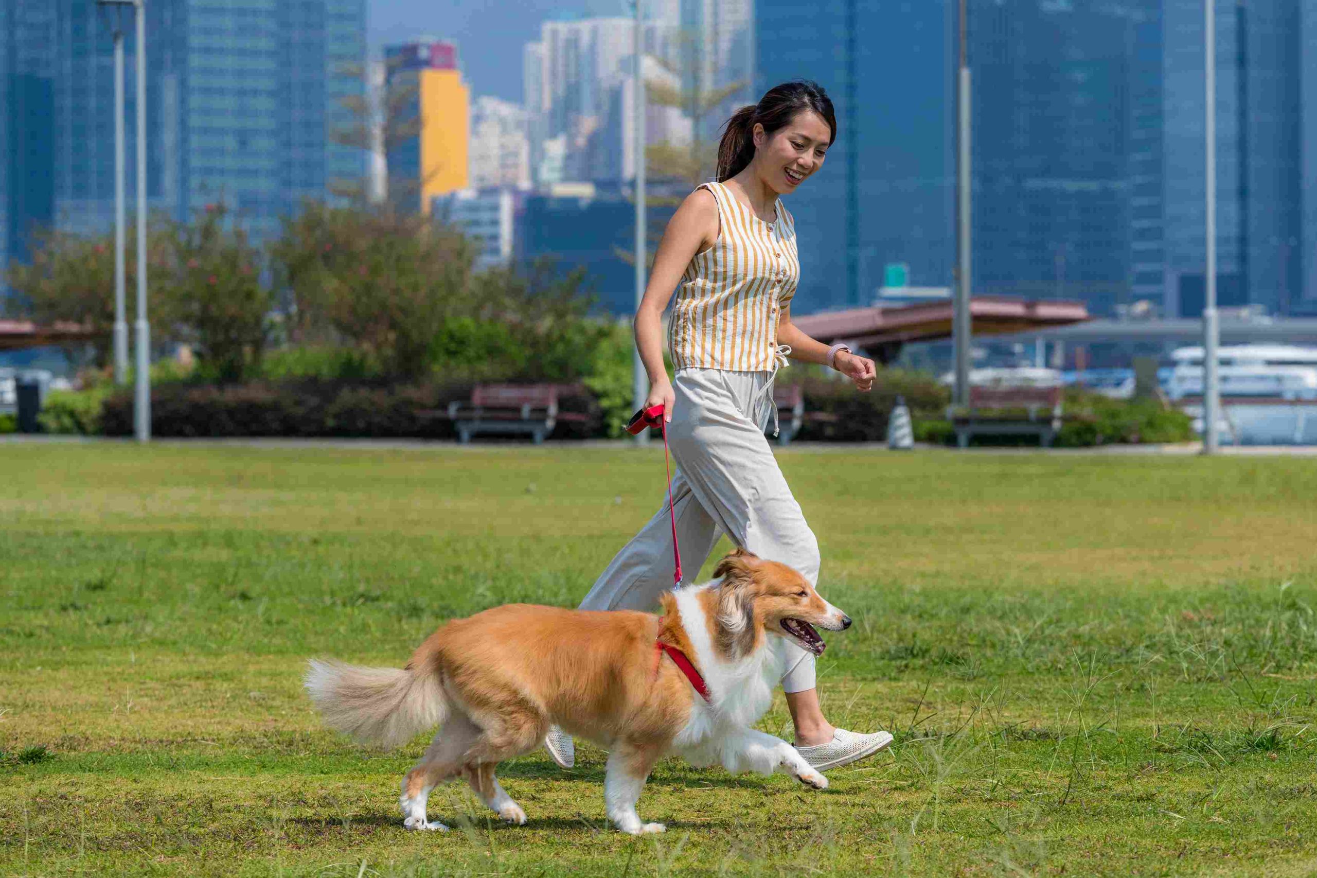Building Stronger Bonds Through Dog Training in Dubai